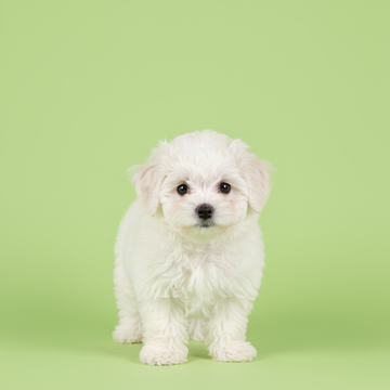 Bichon Frise