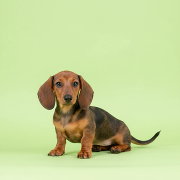 Dachshund