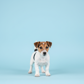 Jack Russell (JRT)
