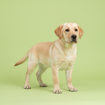 Labrador