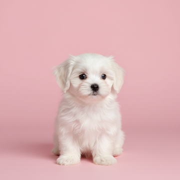 Maltese