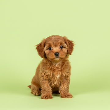 Maltipoo