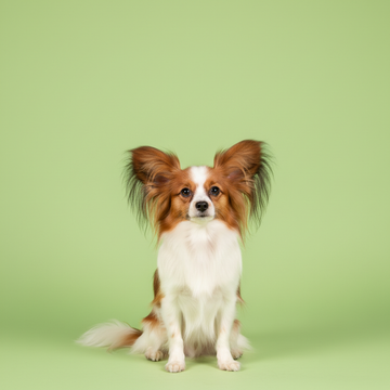 Papillon