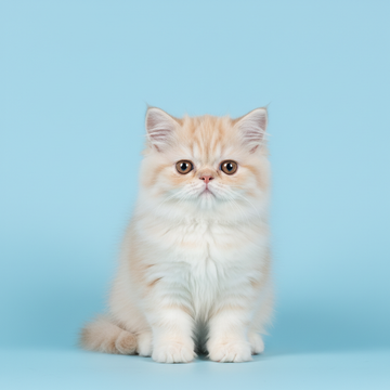 Persian Cat