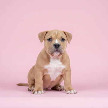 Micro American Bully