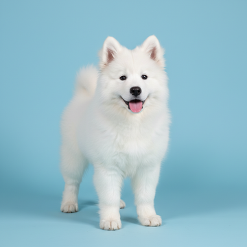 Samoyed