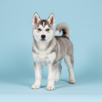 Siberian Husky