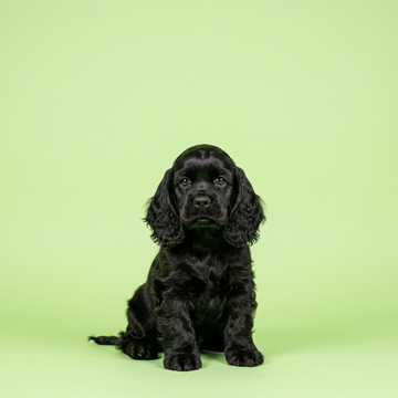 American Cocker Spaniel