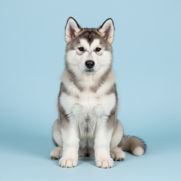 Alaskan Malamute