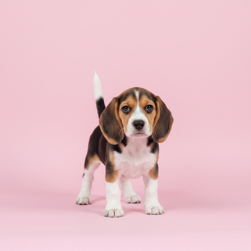 Beagle