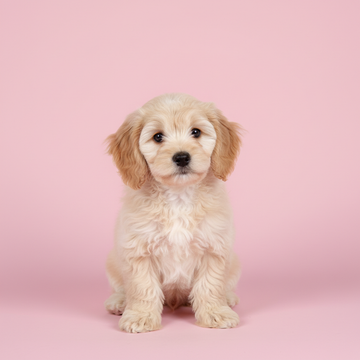 Cockapoo