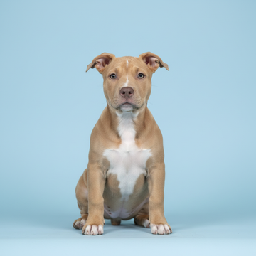 Pitbull Terrier